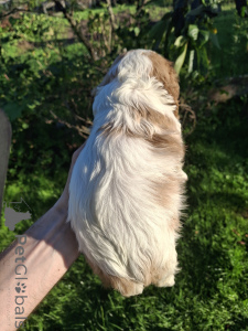 Photo №4. Je vais vendre cocker américain, cocker spaniel anglais, springer anglais, welsh springer spaniel, épagneul d'eau irlandais, chien d'eau espagnol, mâtin espagnol, cavalier king charles spaniel, cavalier king charles spaniel, clumber spaniel, épagneul russe, épagneul tibétain en ville de Tallinn. annonce privée, de la fourrière, éleveur - prix - 1100€