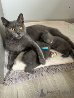 Photo №1. chartreux - à vendre en ville de Bruxelles | Gratuit | Annonce № 174028