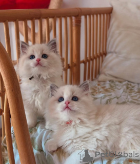 Photo №2 de l'annonce № 133026 de la vente ragdoll - acheter à Allemagne annonce privée