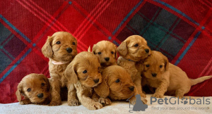 Photo №3. Beaux chiots Cavapoo Pour adoption gratuite. Allemagne