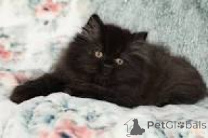 Photo №2 de l'annonce № 172701 de la vente british longhair - acheter à Belgique annonce privée, éleveur