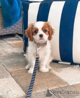 Photo №1. cavalier king charles spaniel - à vendre en ville de Helsinki | 400€ | Annonce №119540