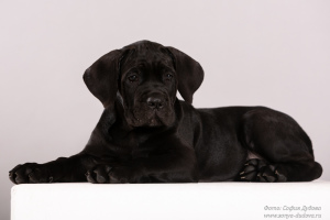 Photo №3. Cane Corso. Chiots. Fédération de Russie