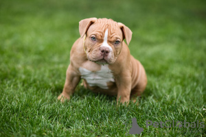 Photos supplémentaires: Chiots American Bully à vendre