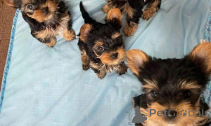 Photo №2 de l'annonce № 160036 de la vente yorkshire terrier - acheter à La Roumanie annonce privée