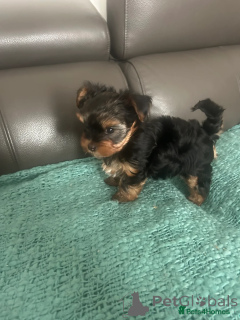 Photo №1. yorkshire terrier - à vendre en ville de Munich | 300€ | Annonce №154776