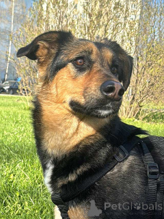 Photo №2 de l'annonce № 168474 de la vente chien bâtard - acheter à Fédération de Russie annonce privée