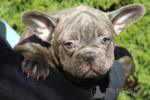 Photos supplémentaires: Chiots bouledogues français exotiques