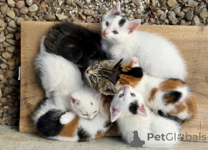 Photo №1. american shorthair - à vendre en ville de Bruil | 350€ | Annonce № 177959