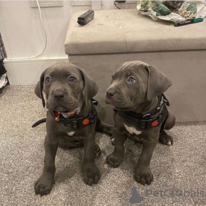 Photo №1. cane corso - à vendre en ville de Антверпен | 450€ | Annonce №120688