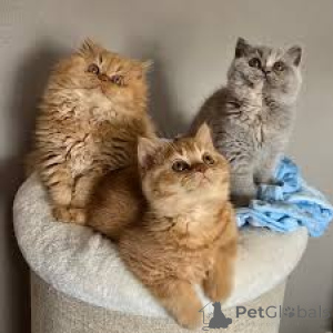 Photo №1. british longhair - à vendre en ville de Helsinki | 580€ | Annonce № 164072
