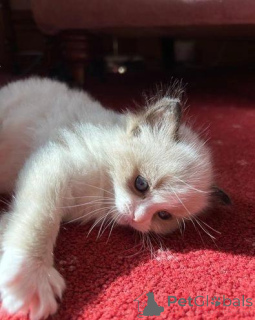 Photo №1. ragdoll - à vendre en ville de Borough de Londres de Camden | négocié | Annonce № 176226