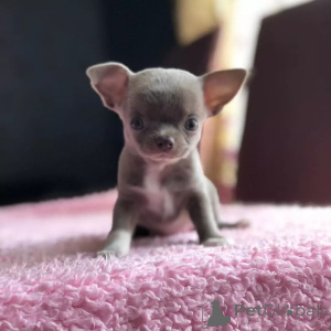 Photo №1. chihuahua - à vendre en ville de Washington | 969€ | Annonce №168176