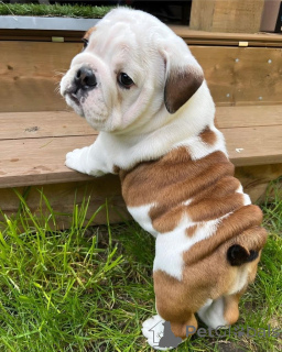 Photo №2 de l'annonce № 168420 de la vente bulldog anglais - acheter à Irlande 