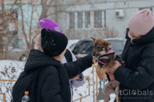 Photo №4. Je vais vendre chien bâtard en ville de Москва. annonce privée - prix - Gratuit