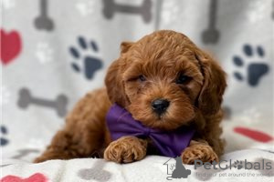 Photo №3. Beaux chiots Cavapoo Pour adoption gratuite. Allemagne