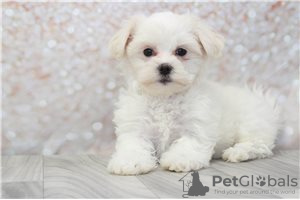 Photo №1. bichon maltais - à vendre en ville de Berlin | négocié | Annonce №115863