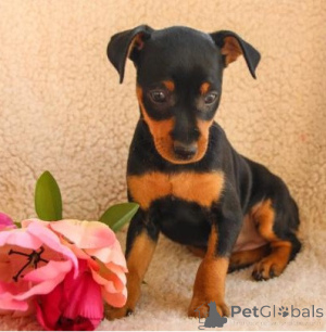Photo №1. pinscher nain - à vendre en ville de Varsovie | négocié | Annonce №175845