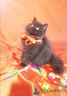 Photo №1. british longhair - à vendre en ville de Minsk | 484€ | Annonce № 156662
