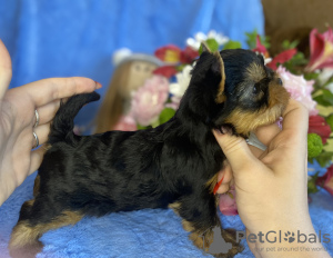 Photo №2 de l'annonce № 20568 de la vente yorkshire terrier - acheter à USA éleveur