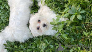 Photos supplémentaires: Chiots maltais à vendre 3 mois