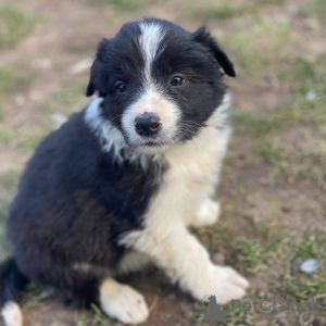 Photo №2 de l'annonce № 136954 de la vente border collie - acheter à Suisse éleveur