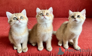 Photo №2 de l'annonce № 147117 de la vente scottish straight - acheter à Slovaquie éleveur