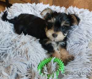 Photo №4. Je vais vendre yorkshire terrier en ville de Naperville. éleveur - prix - 473€