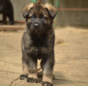 Photo №1. berger allemand - à vendre en ville de Samara | 501€ | Annonce №3044