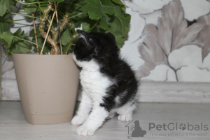 Photo №4. Je vais vendre selkirk rex à poil ras en ville de Novosibirsk. annonce privée - prix - négocié