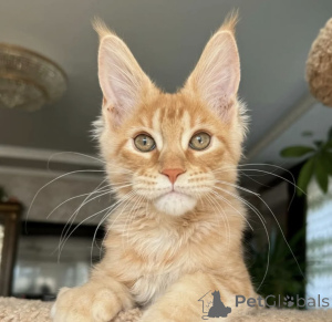 Photo №1. maine coon - à vendre en ville de Baden-Baden | 990€ | Annonce № 163724