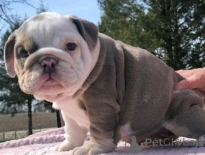 Photo №3. Les chiots de Bulldog anglais sont disponibles pour adoption. Allemagne
