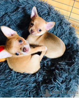 Photo №4. Je vais vendre chihuahua en ville de Munich. annonce privée - prix - 584€