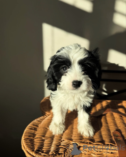 Photo №1. cavalier king charles spaniel - à vendre en ville de Andel | négocié | Annonce №155452