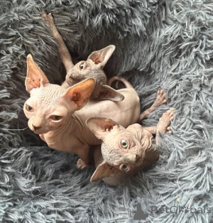 Photo №1. sphynx - à vendre en ville de Bonn | 450€ | Annonce № 166289