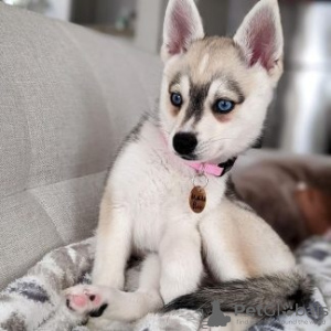 Photo №1. alaskan klee kai - à vendre en ville de Франкфурт-на-Майне | 550€ | Annonce №132644