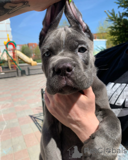 Photo №3. Chiots italiens Cane Corso. Fédération de Russie