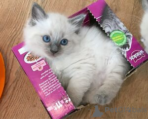 Photo №1. ragdoll - à vendre en ville de Ansubrg | 550€ | Annonce № 163699