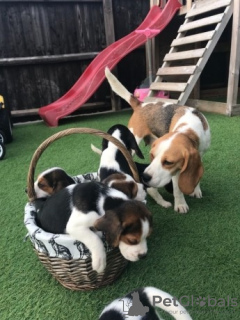 Photo №1. beagle - à vendre en ville de Vienna | négocié | Annonce №77600