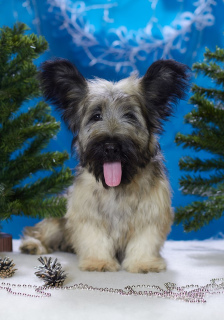 Photo №2 de l'annonce № 4553 de la vente skye terrier - acheter à Fédération de Russie de la fourrière