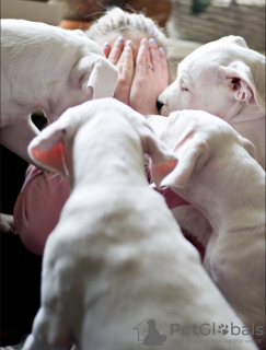 Photo №3. Chiots Dogo argentino. Documents, tests, vaccinations, marques.. Fédération de Russie