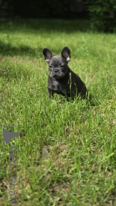 Photo №1. bouledogue - à vendre en ville de Rivière moscou | 862€ | Annonce №169204