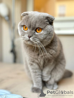 Photo №2 de l'annonce № 127077 de la vente scottish fold - acheter à Allemagne 