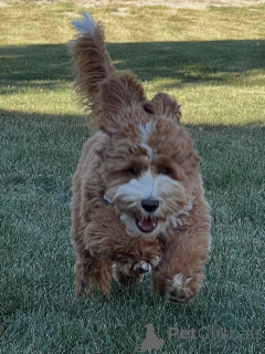 Photo №1. labradoodle - à vendre en ville de Degerby | négocié | Annonce №157219