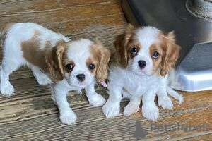 Photo №3. Chiots Cavalier King Charles Spaniel À adopter. La finlande