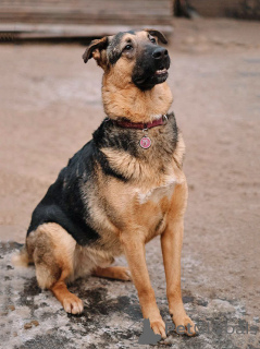 Photo №2 de l'annonce № 165126 de la vente chien bâtard - acheter à Fédération de Russie annonce privée
