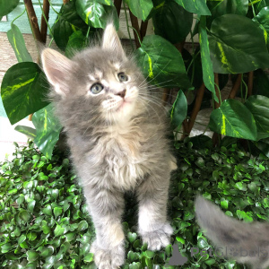 Photo №1. maine coon - à vendre en ville de Enns | négocié | Annonce № 166215