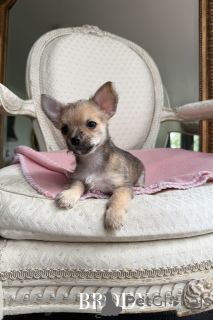 Photo №3. Mignon Chihuahua x Yorkiehuahua chiots. Australie