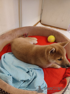 Photo №4. Je vais vendre shiba en ville de Varsovie. annonce privée - prix - négocié
