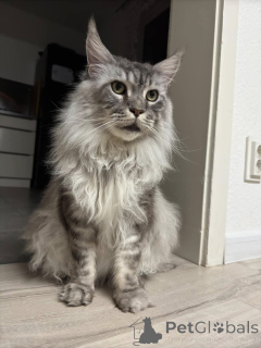 Photo №2 de l'annonce № 138043 de la vente maine coon - acheter à Espagne annonce privée